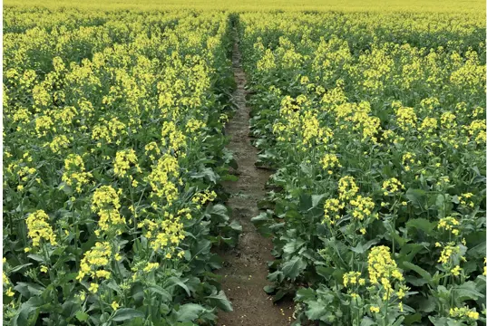 Canola